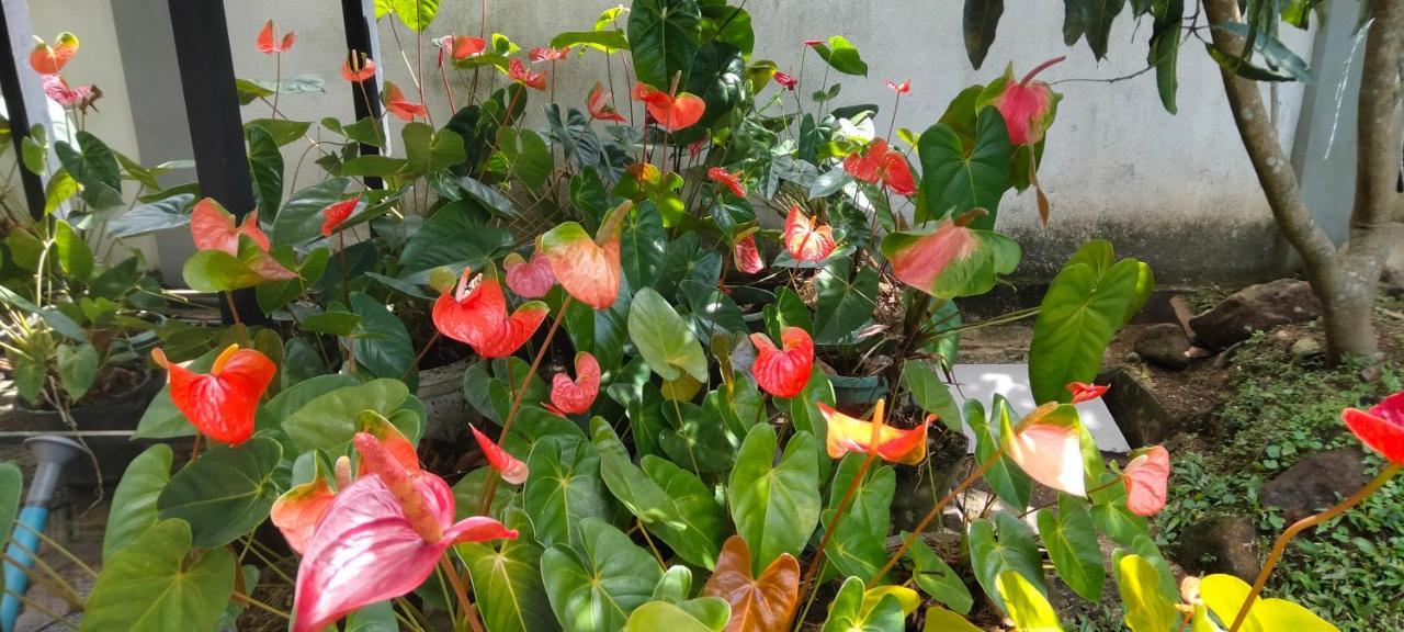 Healand Holiday Bungalow And Restaurant Deniyaya Bagian luar foto