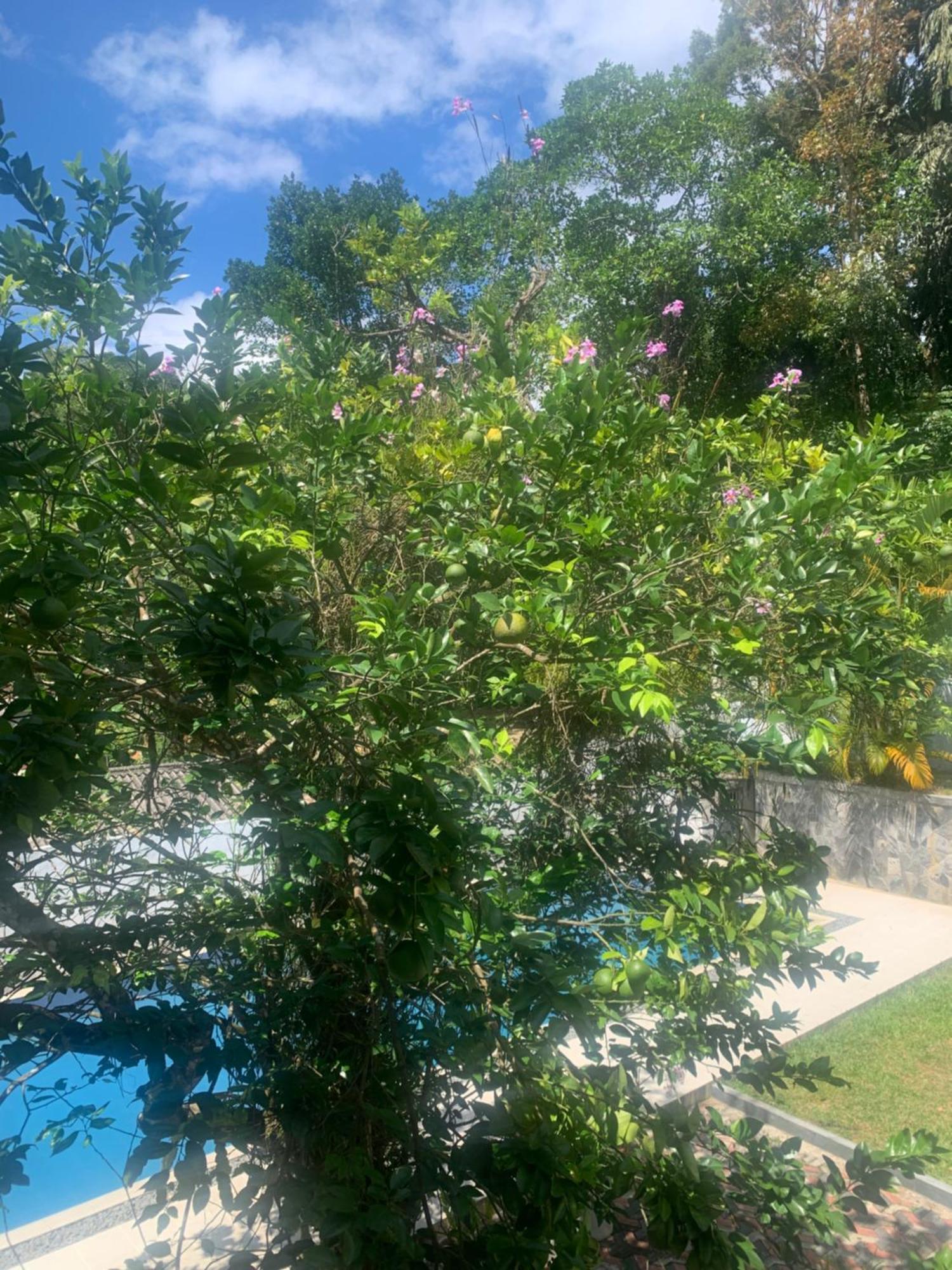 Healand Holiday Bungalow And Restaurant Deniyaya Bagian luar foto
